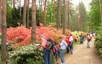 Die Große Runde von Hegyhát